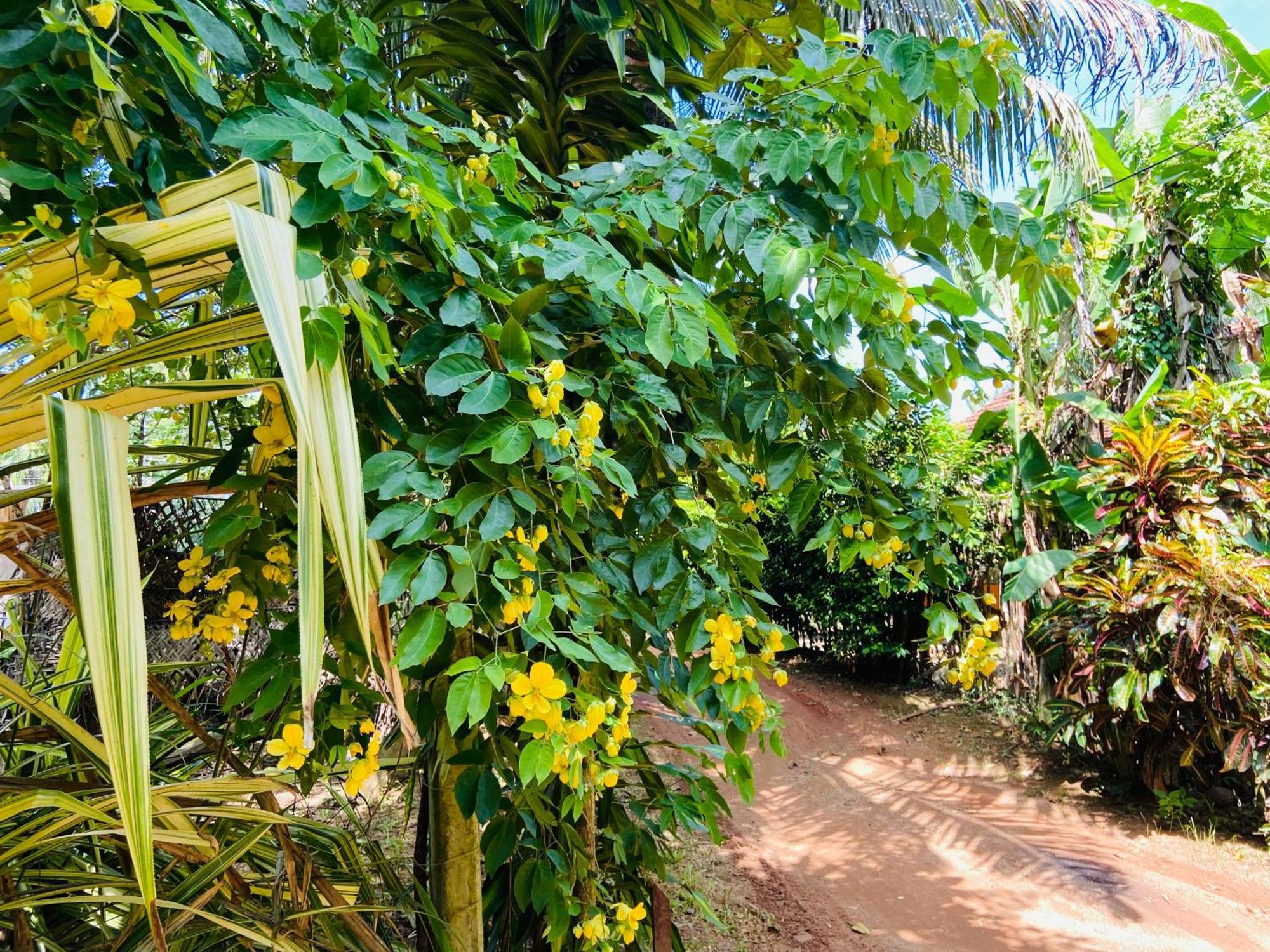 Leo Homestay Dikwella Sur Exterior foto